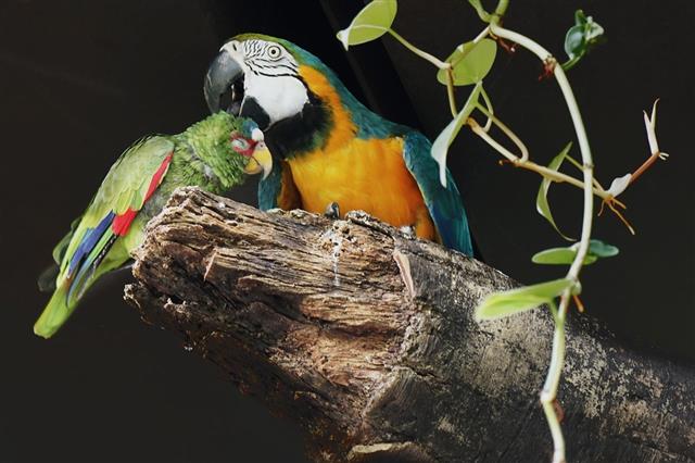 Bird Friends - Green Parrot and Macaw