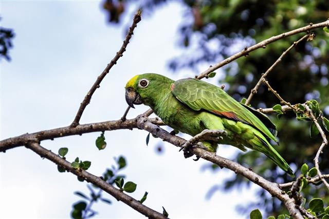 Exotic tropical green parrot in the wild
