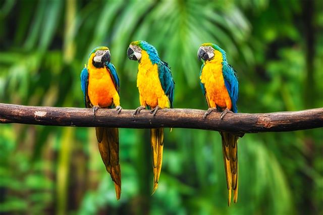 Blue-and-Yellow Macaw in fores