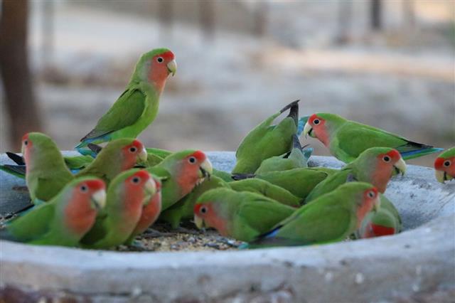 peach faced lovebird in the morning in Namibia