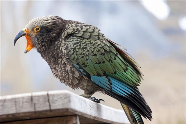 Kea parrot can be found in New Zealand