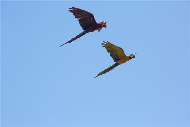 Macaws parrot flying