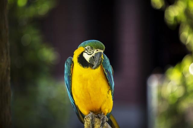 Macaw standing on branch