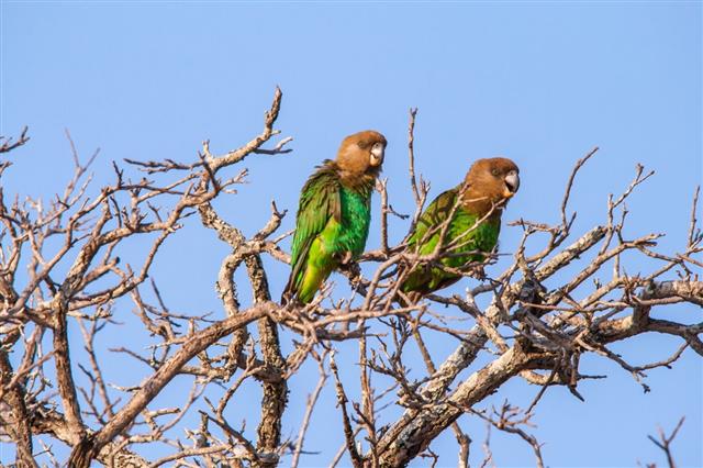 Brown headed Parrots