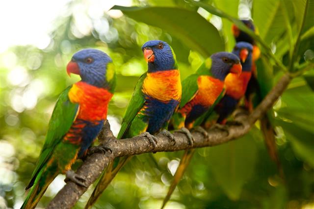 Rainbow Lorikeets perched on a branch
