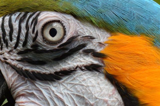 South American Macaw facial abstract
