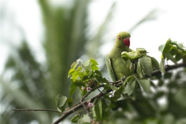 Parrot - Rose Ringed with Star Fruit Carambola