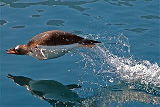 Gentoo Penguin Jumping Out Of Water