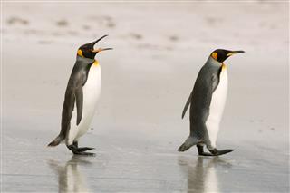 Two King Penguins Chatting On The Beach