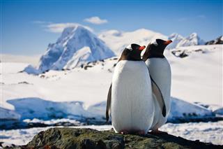 Two Penguins Against A Mountain Backdrop
