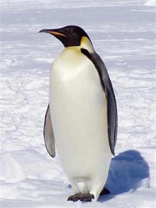 Emperor Penguin In The Snow