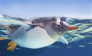 Gentoo Penguin Swimming Underwater
