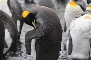 King Penguin Grooming