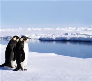 Two Penguins Walking On The Ice