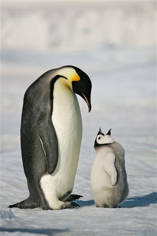 Adult And Baby Penguin In The Snow
