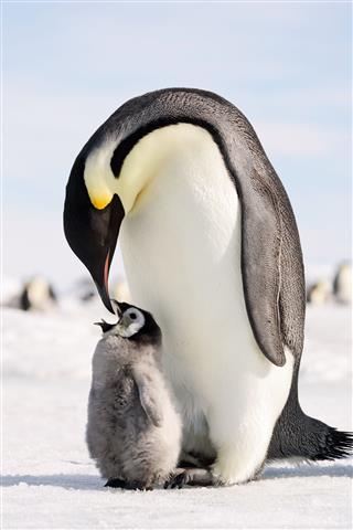Penguin Feeding Baby