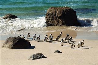 African Pinguins At Boulders South Africa