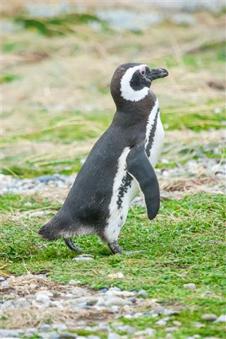 Penguin Standing On Field