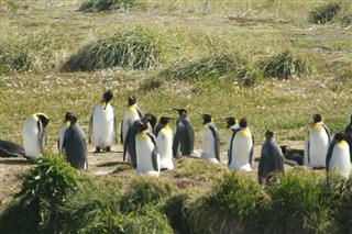 King Penguin Park On Tierra Del Fuego