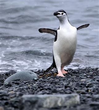 Dancing Chinstrap Penguin