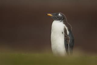 Isolated Gentoo Penguin Chick