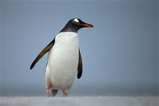 Gentoo Penguin On A Sandy Beach
