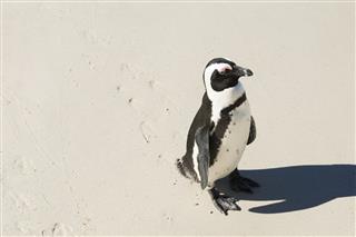 Penguin On Beach