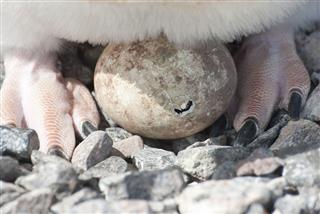 Adelie Penguin Chicks Hatching
