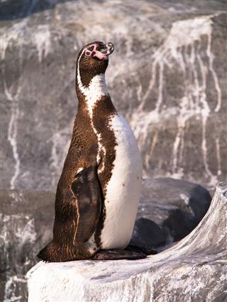Standing Humboldt Penguin