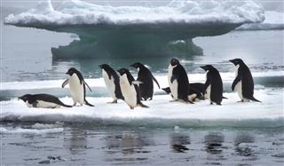 Adelie Penguins On Ice Floe