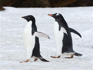 Adelie And Gentoo Penguins Walking