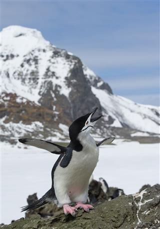 Chinstrap Penguin Standing On The Rock