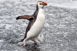 Royal Penguin Sandy Bay Macquarie Island