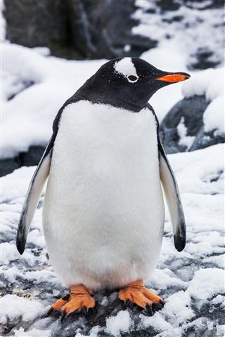 Beautiful Gentoo Penguin On The Snow