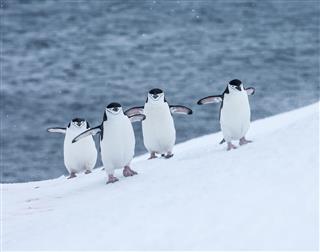 Four Chinstrap Penguins Walking In Snow