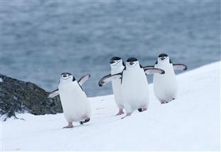 Chinstrap Penguins Walking In Snow