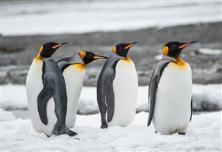 Penguin Family South Georgia In The Snow