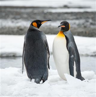 King Penguins At South Georgia