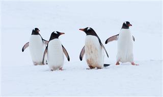Penguins Walking In Snow In Antarctica