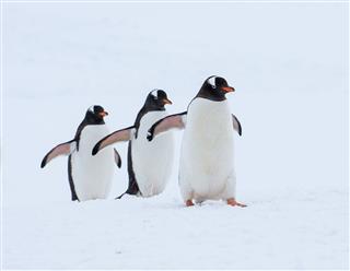 Gentoo Penguins Walking In Snow