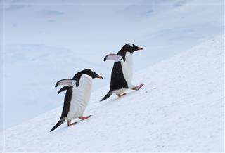 Penguins Walking Uphill