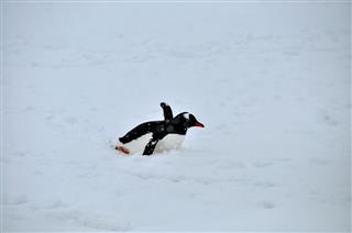 The Penguin Is Having Fun Sliding In Snow