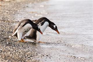 Papua Penguin Couple At The Seaside