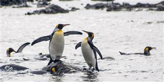 King Penguin Macquarie Island Australian