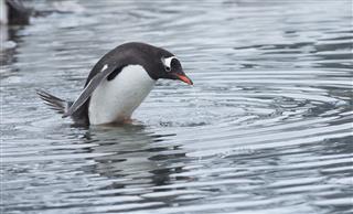 Gentoo Penguin Standing In Icy Water