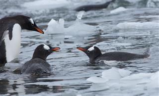 Gentoo Penguins Swimming In Icy Water