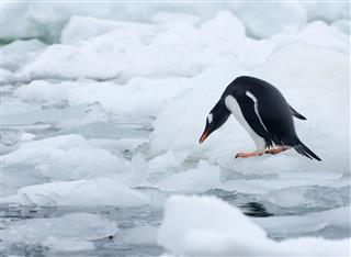 Gentoo Penguin Standing On Ice Floe