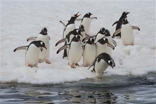 Gentoo Penguins On The Ice
