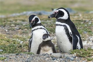 Magellanic Penguins With A Baby