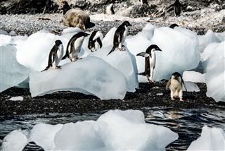 Penguins In Antartica